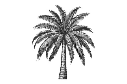 Palm Tree engraving sketch vector, an Object Illustration by AlexArt