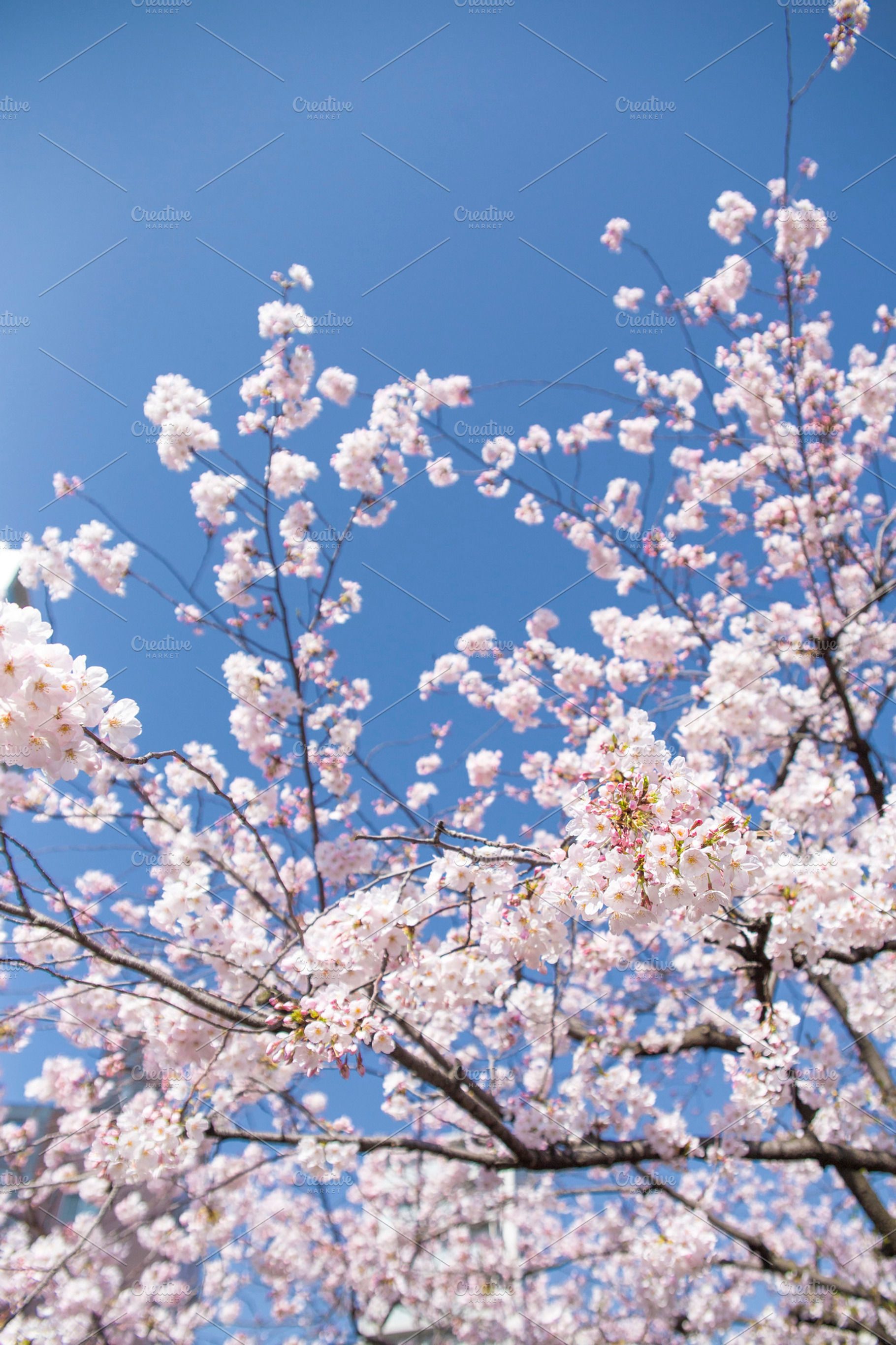 Sakura japanese cherry blossom stock photo containing sakura and sakura flower, a Nature Photo by Studio W&W