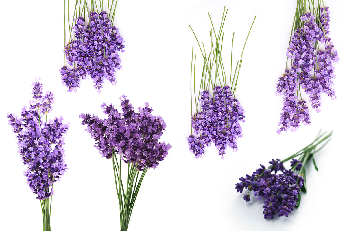 Lavender.PhotoSet, an Object Graphic by Pullia (Photo 3 of 4)