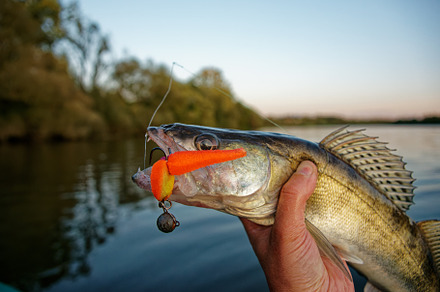 Zander in fisherman's hand