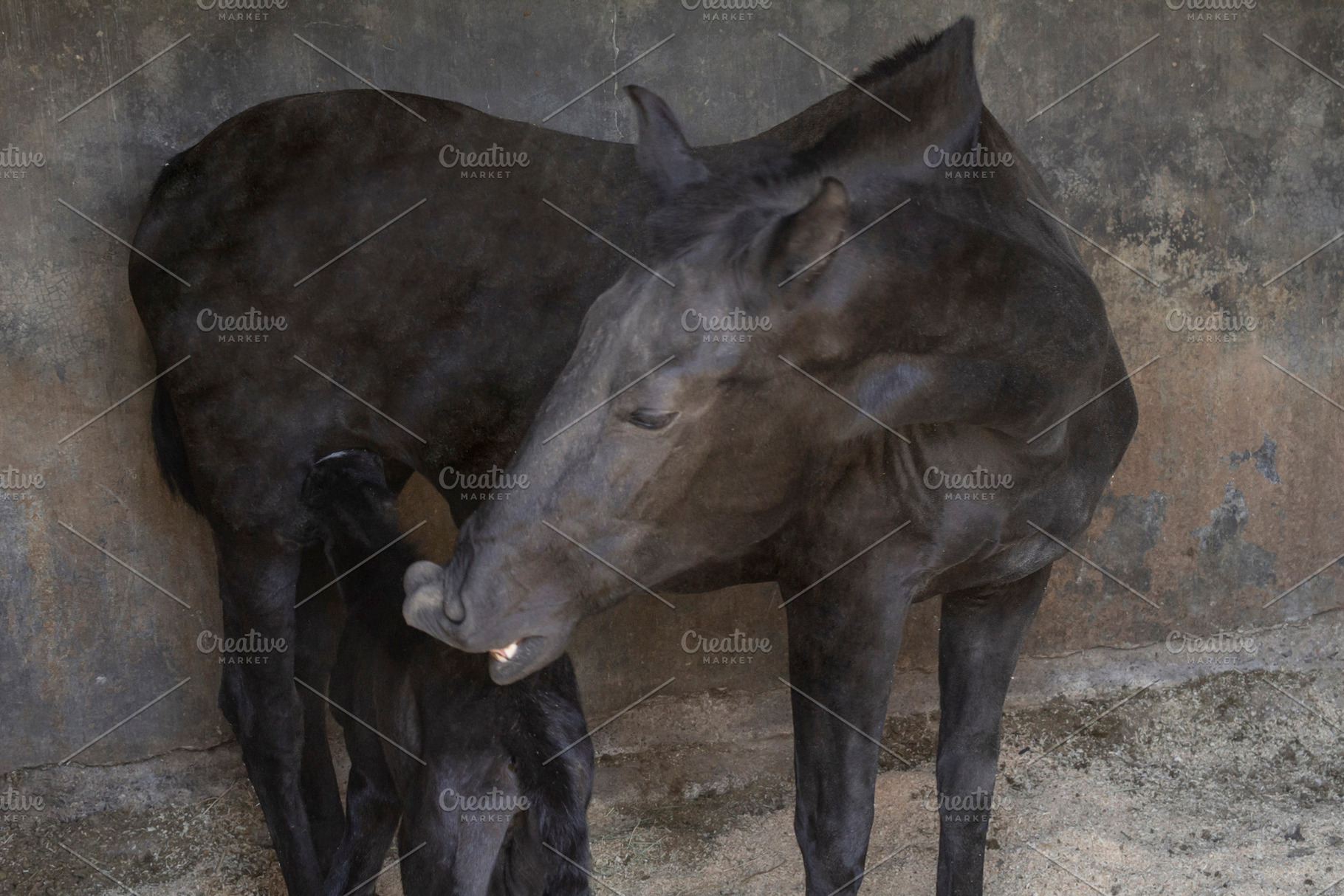beautiful horse in the stable., an Animal Photo by Mexico stock images