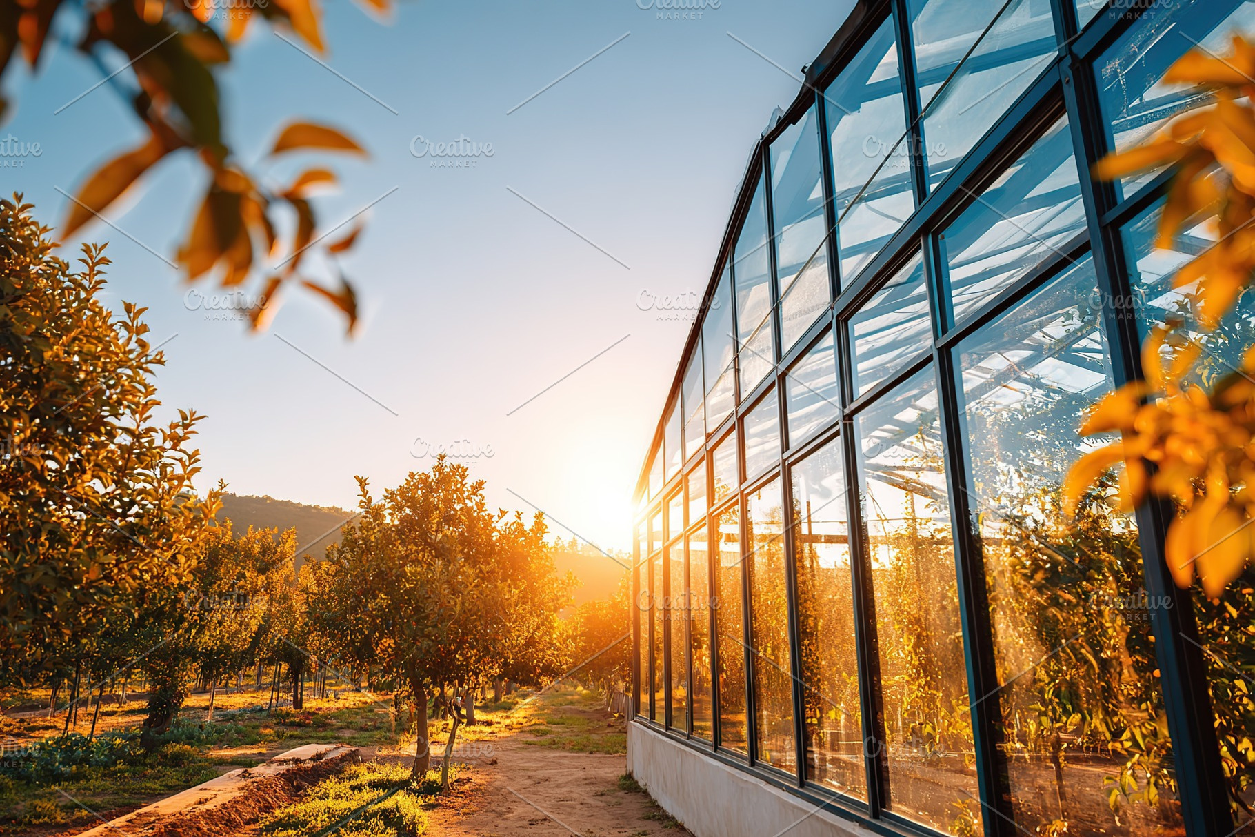 Glass greenhouse reflecting autumn sunlight in a vibrant orchard landscape, a Photo by AlyaAnd