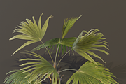 The Chinese Palm Bush, a Plants & Tree 3D Model by FuturePastCreatives (Thumbnail 4 of 7)