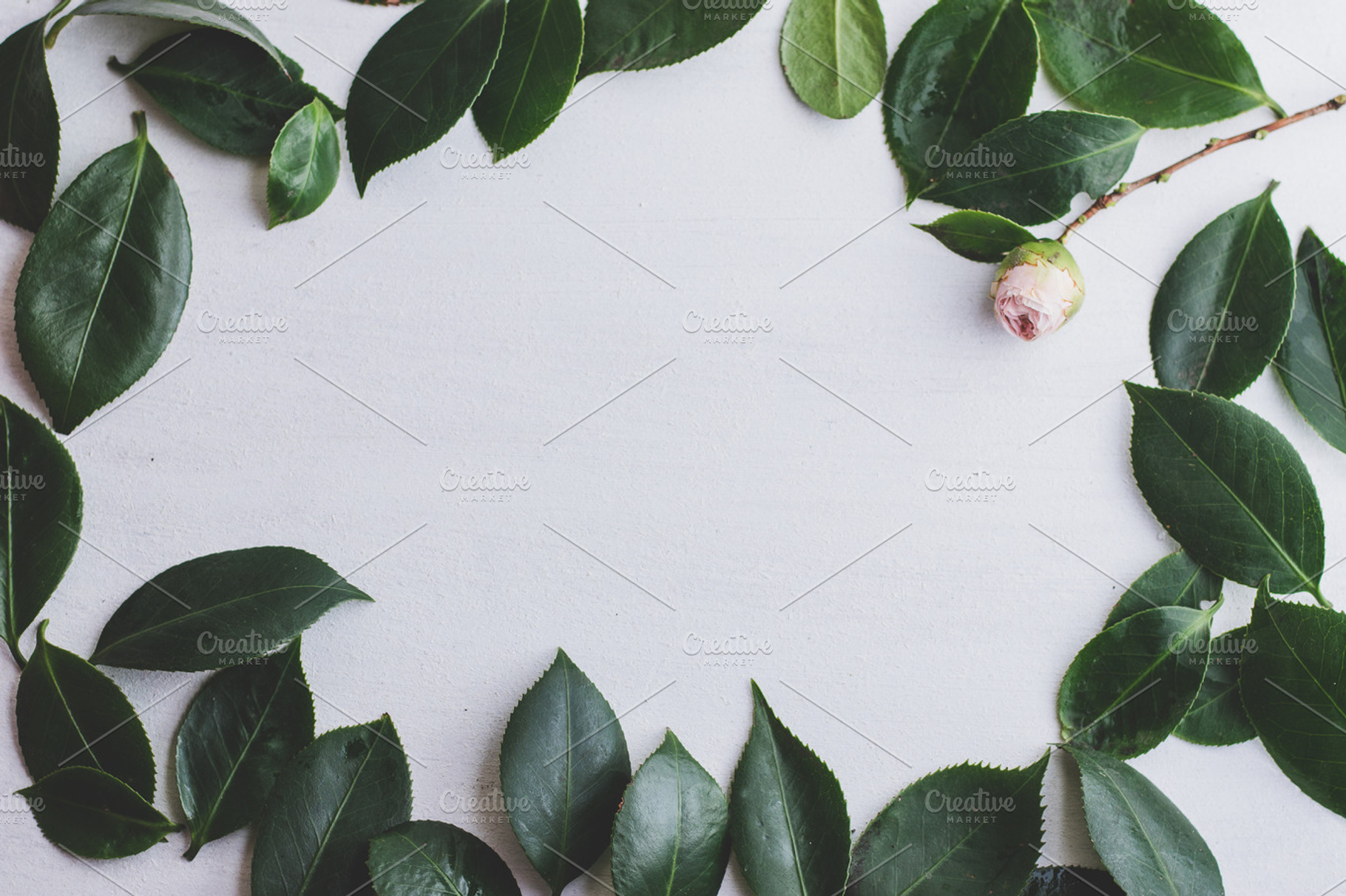 Frame of Leaves and Camelia Flower, a Nature Photo by René Jordaan Photography