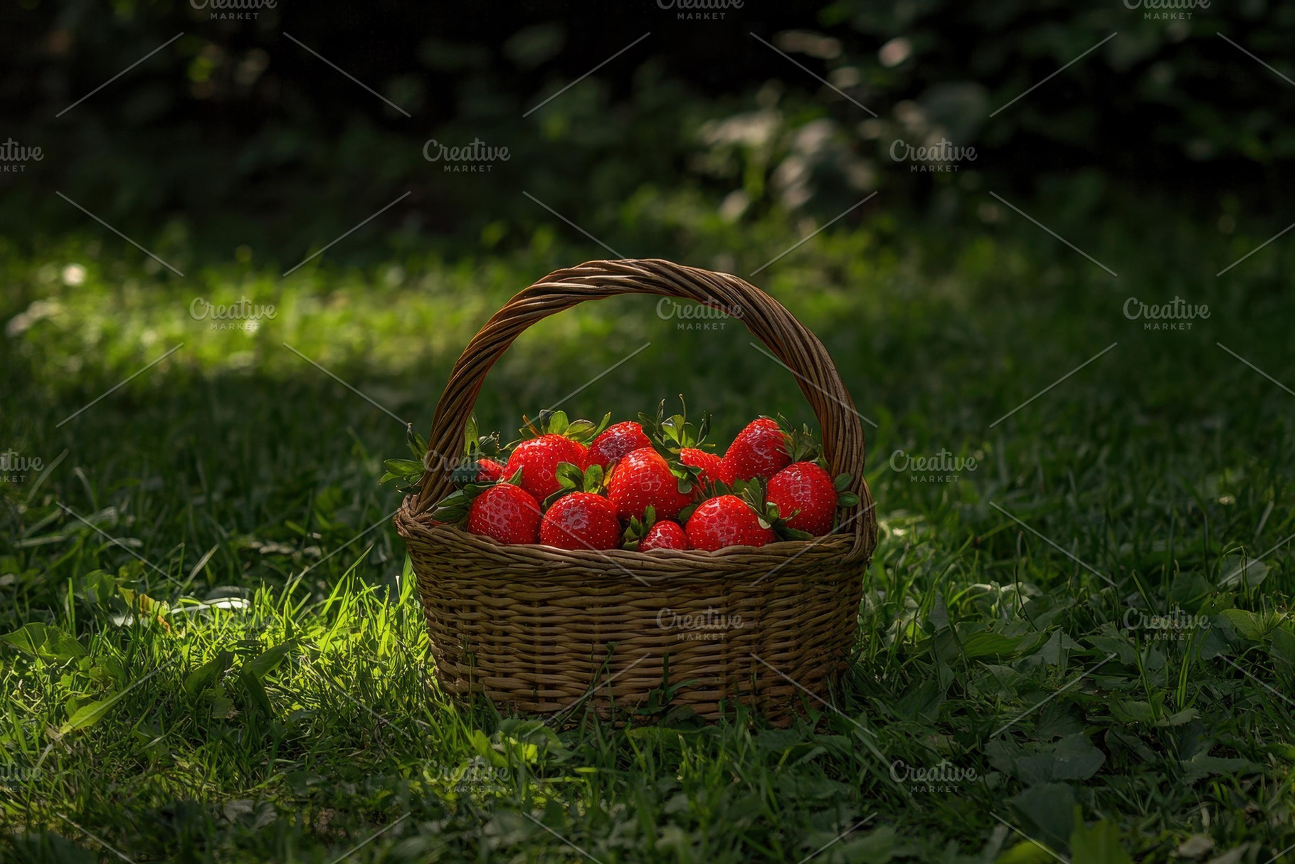 Gathering fresh strawberries in a wo, a Photo by Tanuart