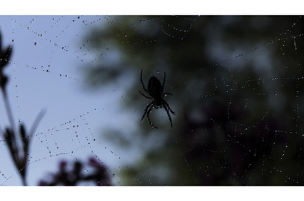 A small black spider in macro, an Animal Photo by Media Whale Stock