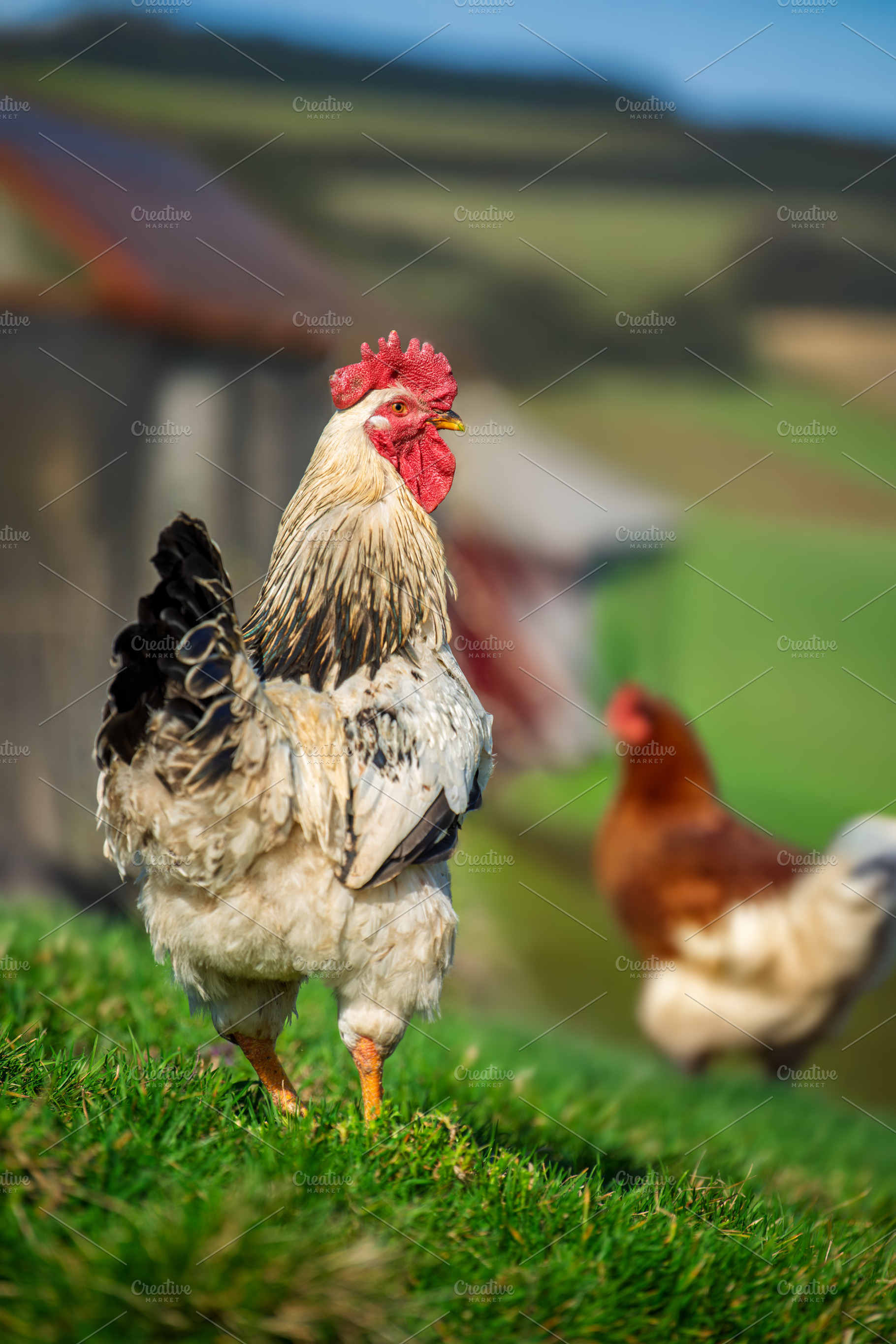 Close-up white beautiful rooster in farm, an Animal Photo by Byrdyak