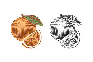 Orange, a Food Illustration by Irina Trusova