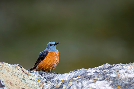 Male common rock thrush perched on a rock., an Animal Photo by CreativePhotoSpain