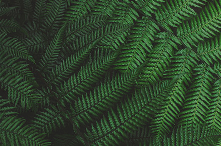 Forest ferns background containing fern leaves, photo, and nature, a Nature Photo by René Jordaan Photography