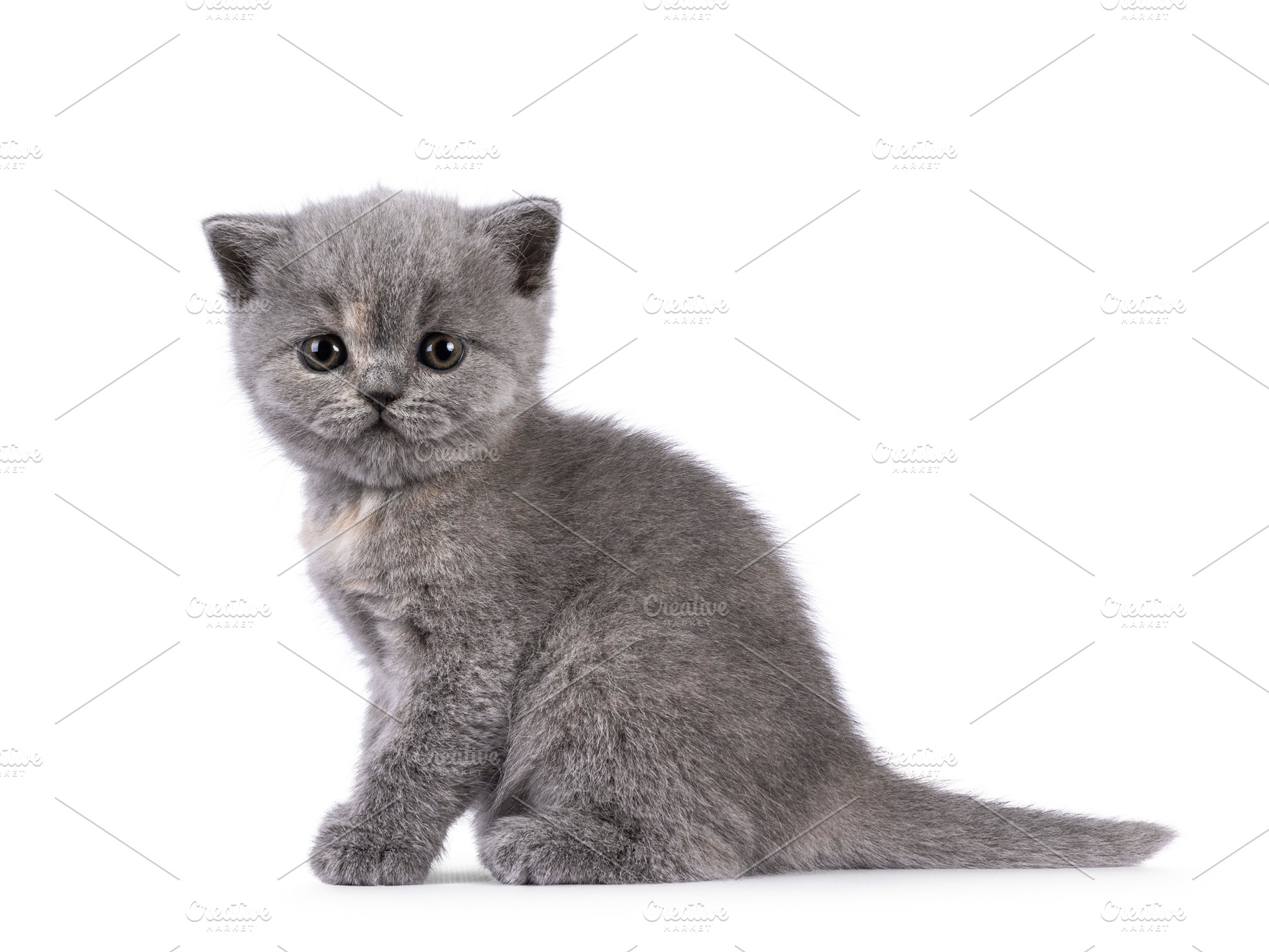 British Shorthair cat kitten on white, an Animal Photo by Cat'chy Images by Nynke