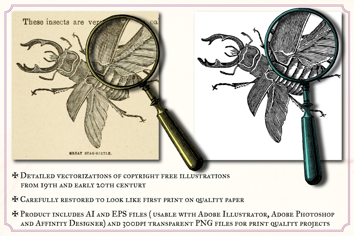 Vintage insects and butterflies, an Animal Illustration by Mr Vintage (Photo 2 of 5)