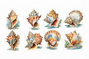 Watercolor Seashell Clipart, an Illustration by Libby Wishes (Thumbnail 3 of 4)