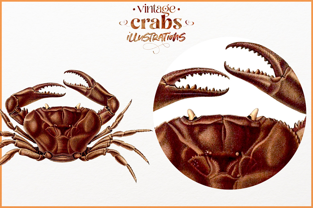 Vintage Crab illustrations, an Animal Illustration by Natalka Dmitrova art (Photo 9 of 12)