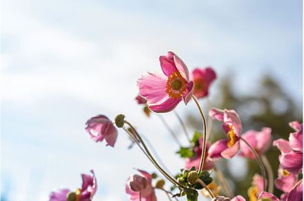 Gentle purple anemone flowers on