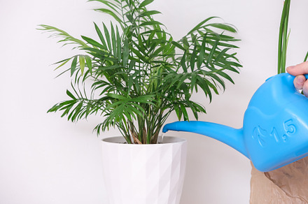A man waters a palm tree plant from watering can. Care of home plants., a Nature Photo by Detriana