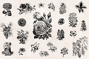 Flowers Engravings, an Object Graphic by Graphic Goods (Thumbnail 2 of 6)