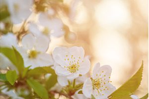 Cherry flowers blossoms, a Nature Photo by Nature and travel