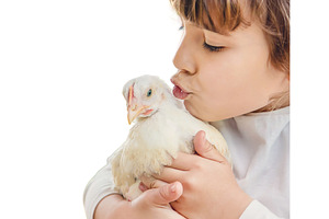 Bio chickens on a home farm a, an Animal Photo by yanadjana
