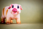 Happy Farm Animals, an Animal Photo by Compositor's Corner (Thumbnail 5 of 5)