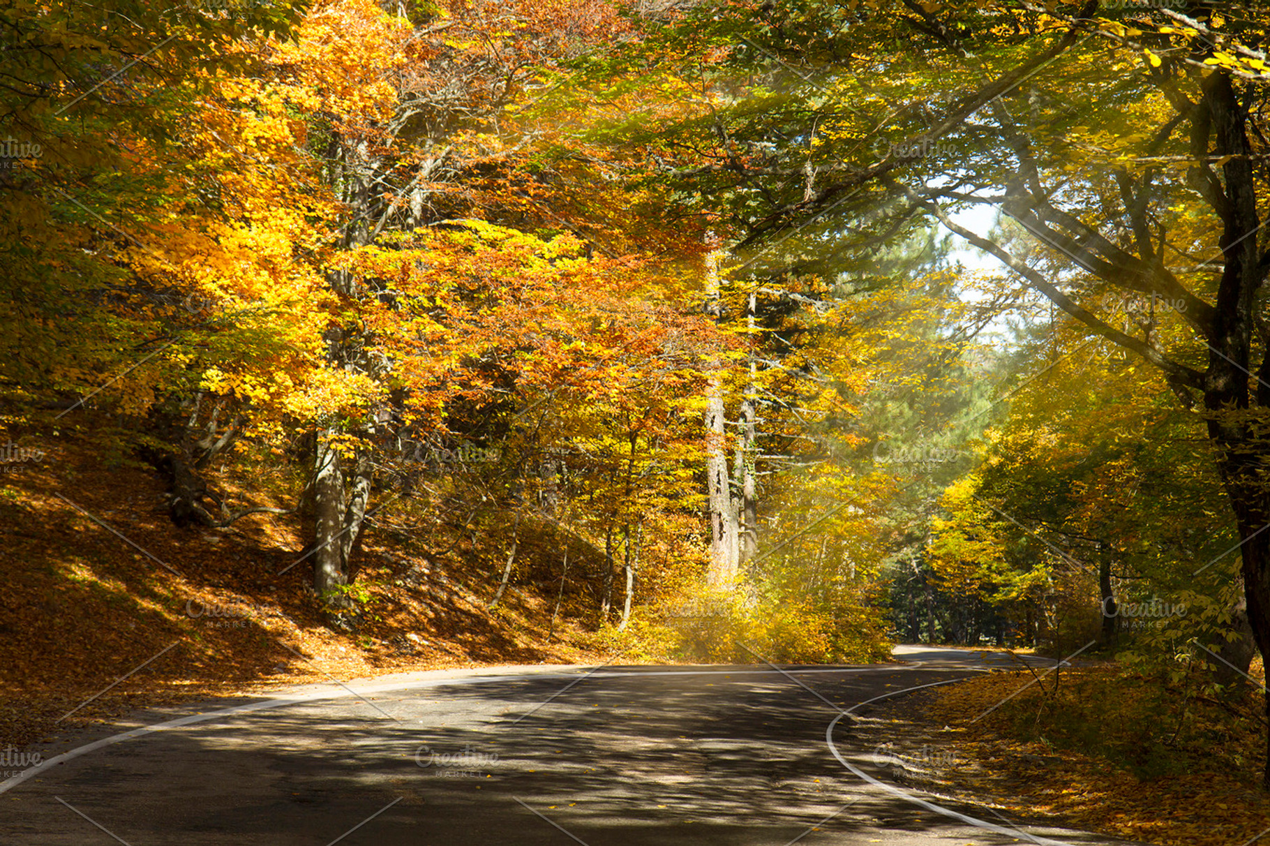 Road in autumn forest containing autumn, autumnal, and road, a Nature Photo by Vector beauty