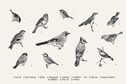 Garden Birds. Black & white, an Animal Illustration by olga.korneeva (Thumbnail 2 of 7)