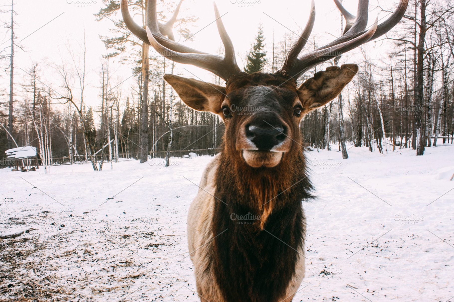 Portrait of royal red deer buck with antlers stock photo containing deer and, an Animal Photo by katiisoup