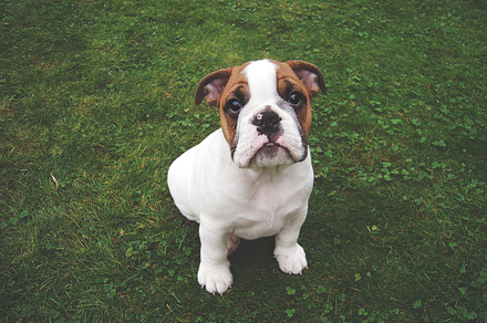 English Bulldog Outdoor preview 3