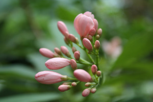 Pink flower buds