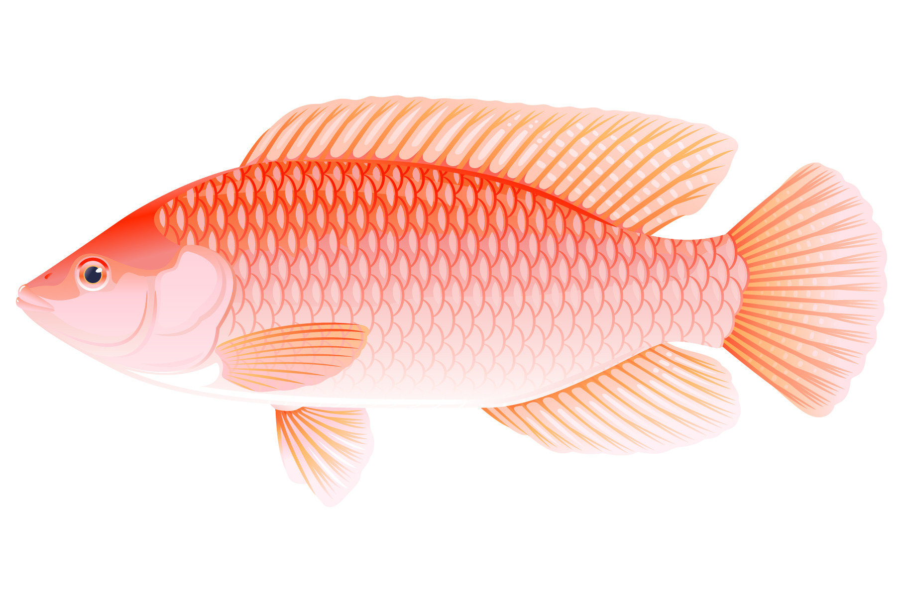 Red tilapia fish Creative Market