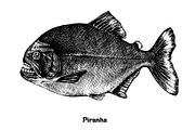 Fish collection, part 4, an Illustration by ZotovShop (Thumbnail 7 of 11)