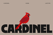 Cardinel - Bold Font