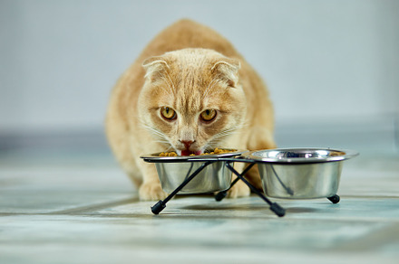 Adorable cat eating dry crunch food, an Animal Photo by IlliaBondarPhotography