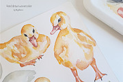 Watercolor Life Cycle Collection, an Education Illustration by MayaNavits (Thumbnail 3 of 15)