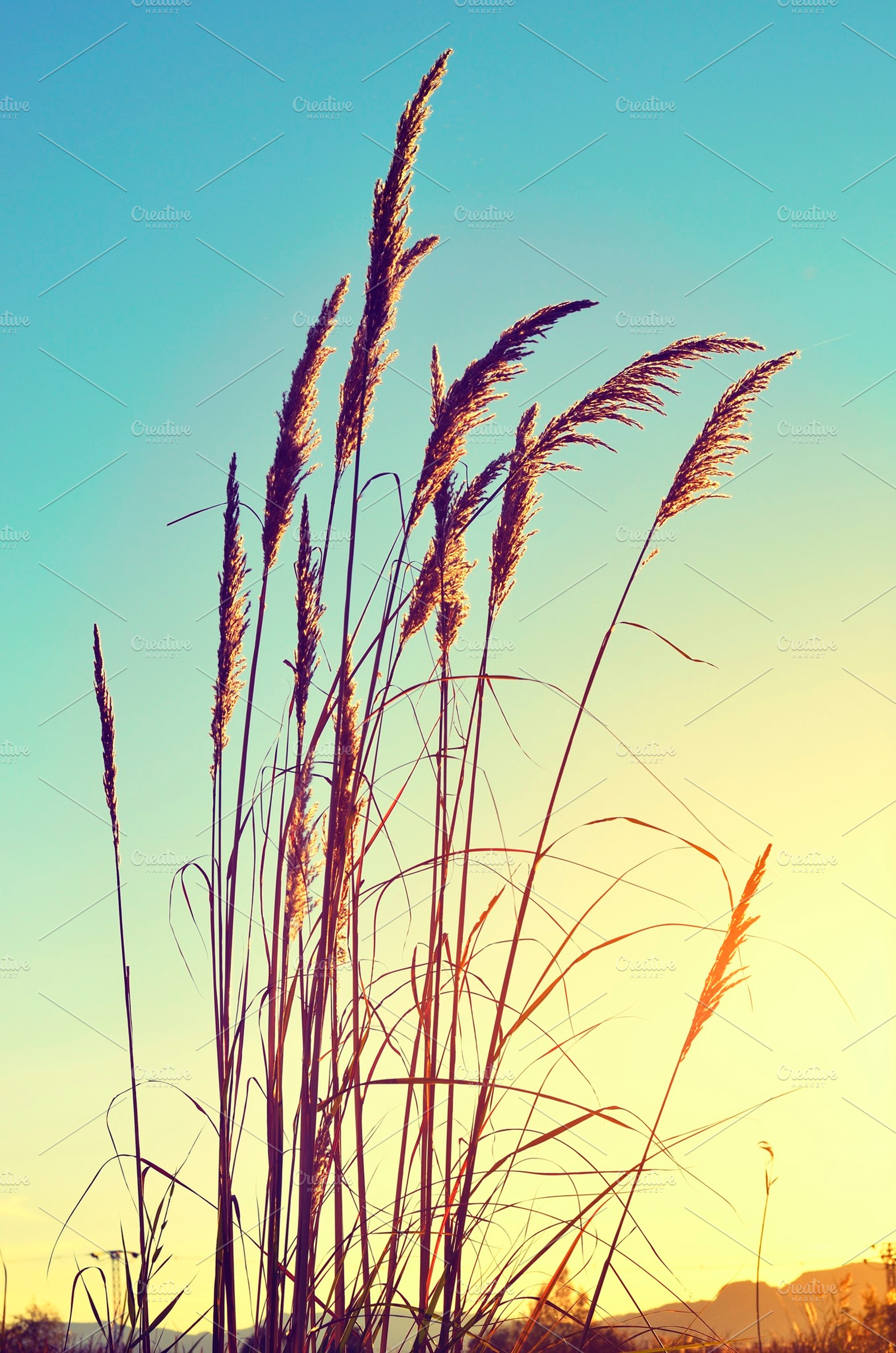 Aftermoon, a Nature Photo by jcfmorata - Photography