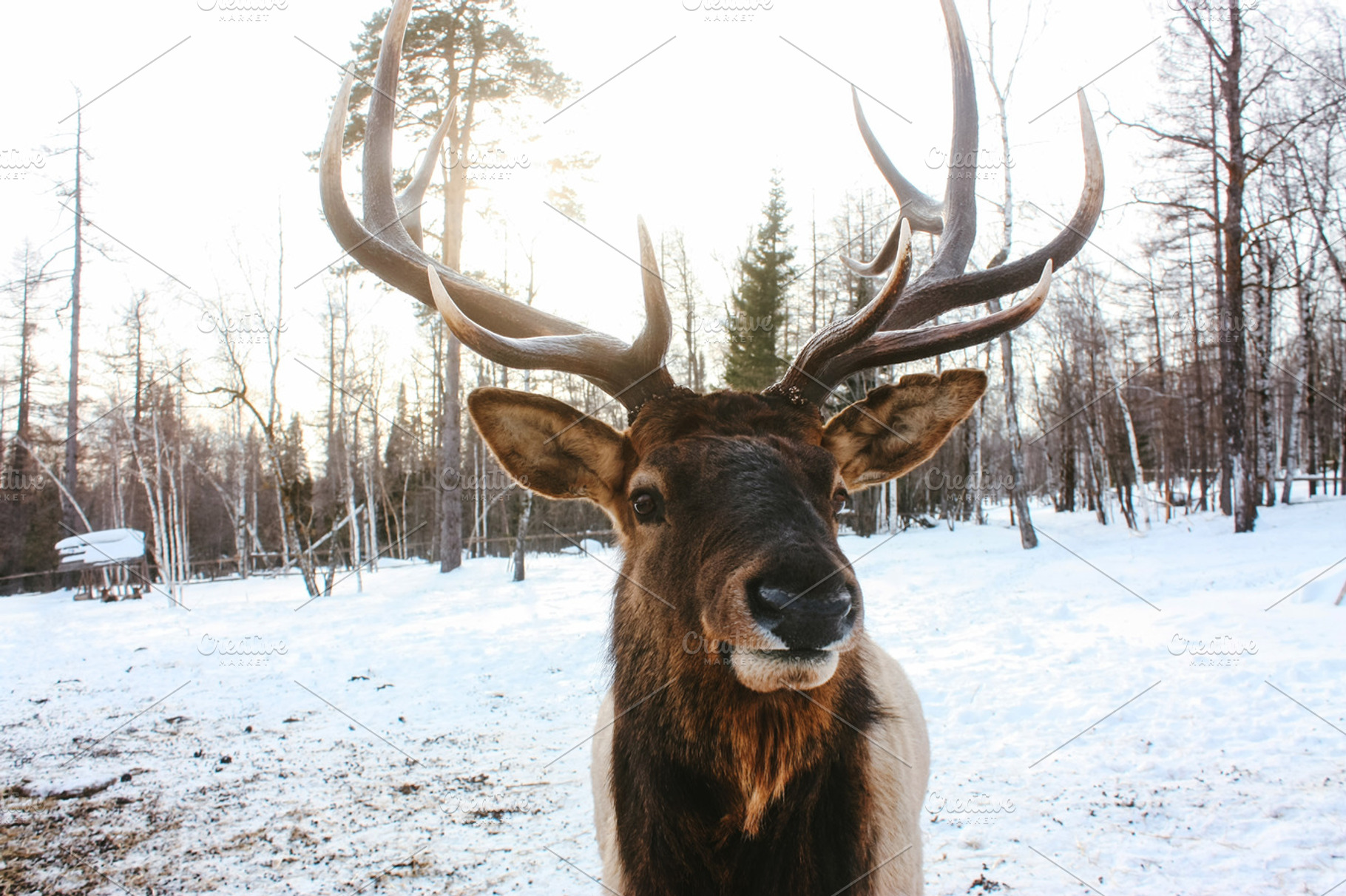 Portrait of royal red deer buck with antlers containing deer, wildlife, and, an Animal Photo by katiisoup