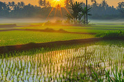 Golden Rice Field at Sunset, a Photo by LOGOCREATIVE (Thumbnail 18 of 29)