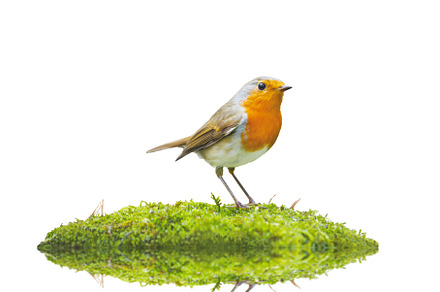 Robin on an island of green moss, a Nature Photo by Pakosta