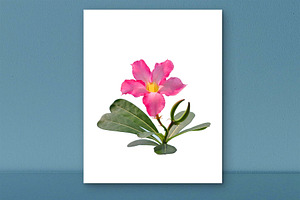 Pink Desert Rose Digital Print