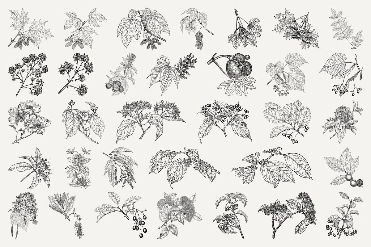 Vintage Leaf & Branch Illustrations, a Decorative Illustration by Century Library (Photo 7 of 9)
