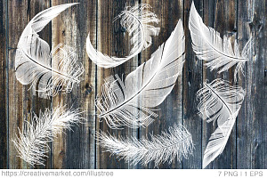 White feathers, vector set