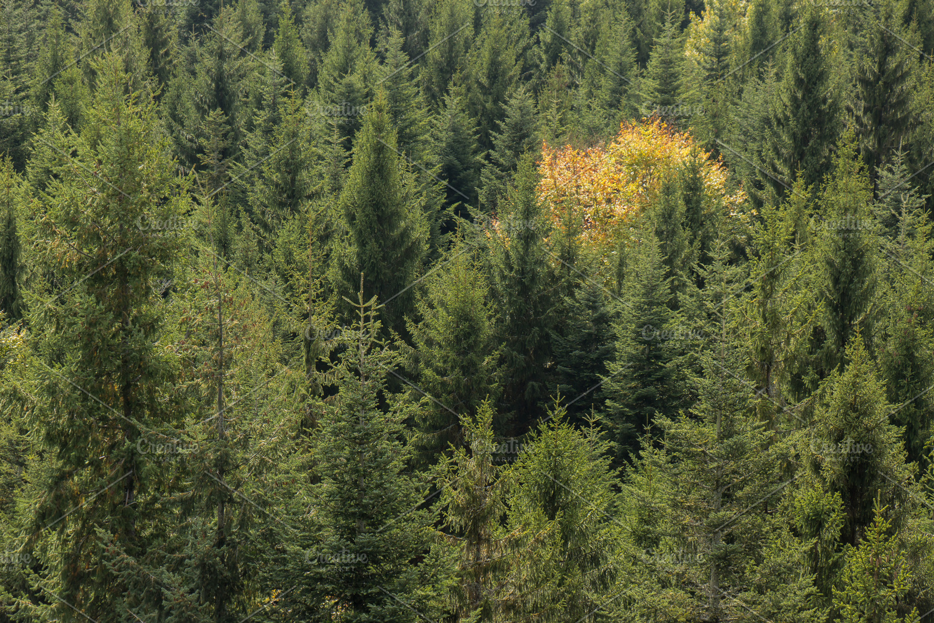 Tree tops of an autumn forest featuring tree, trees, and tree top, a Nature Photo by ysajna