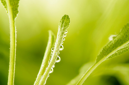Green sage plant leaf drop macro, a Nature Photo by hitdelight