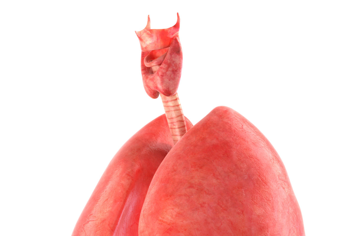 Human internal organs, a Characters & Person 3D Model by konstantin.ermolaev (Photo 16 of 46)