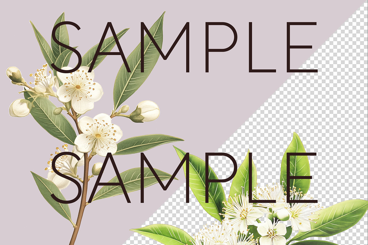 Lemon Myrtle Australian Clipart, a Decorative Illustration by Pawcasso's Portraits (Photo 4 of 6)