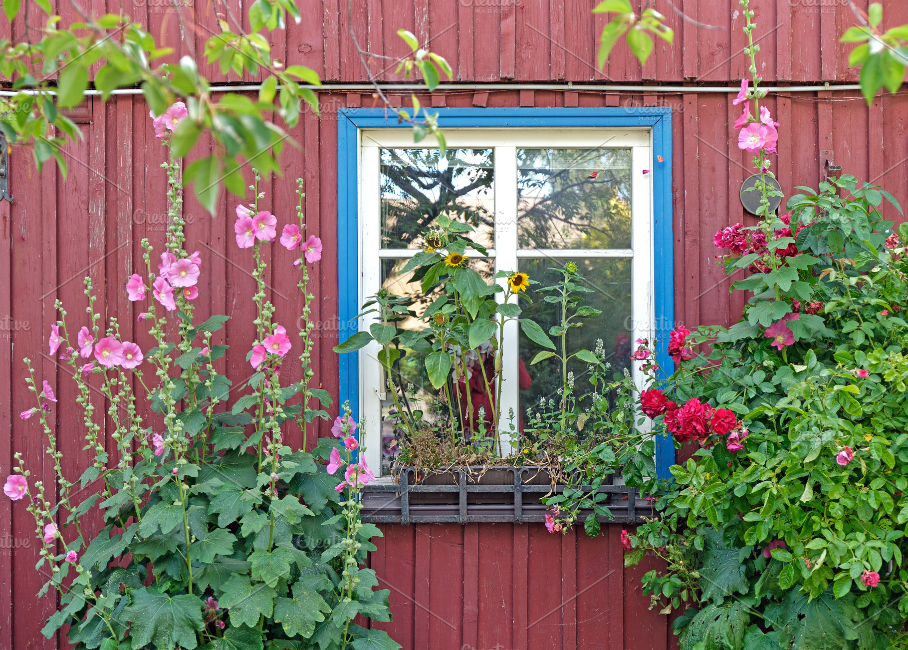 Old window overgrown with flowers, an Architecture Photo by BOOCYS
