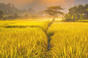 Golden Rice Field at Sunset, a Photo by LOGOCREATIVE (Thumbnail 28 of 29)
