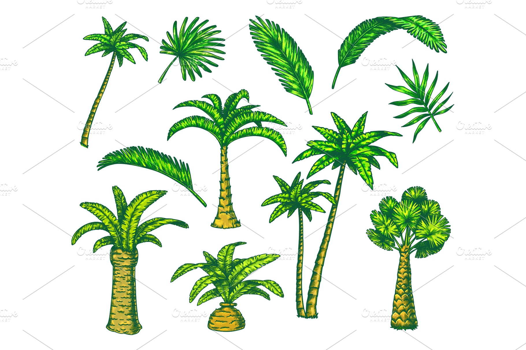 Set of isolated palm sketch, a Nature Photo by GenziWorkshop