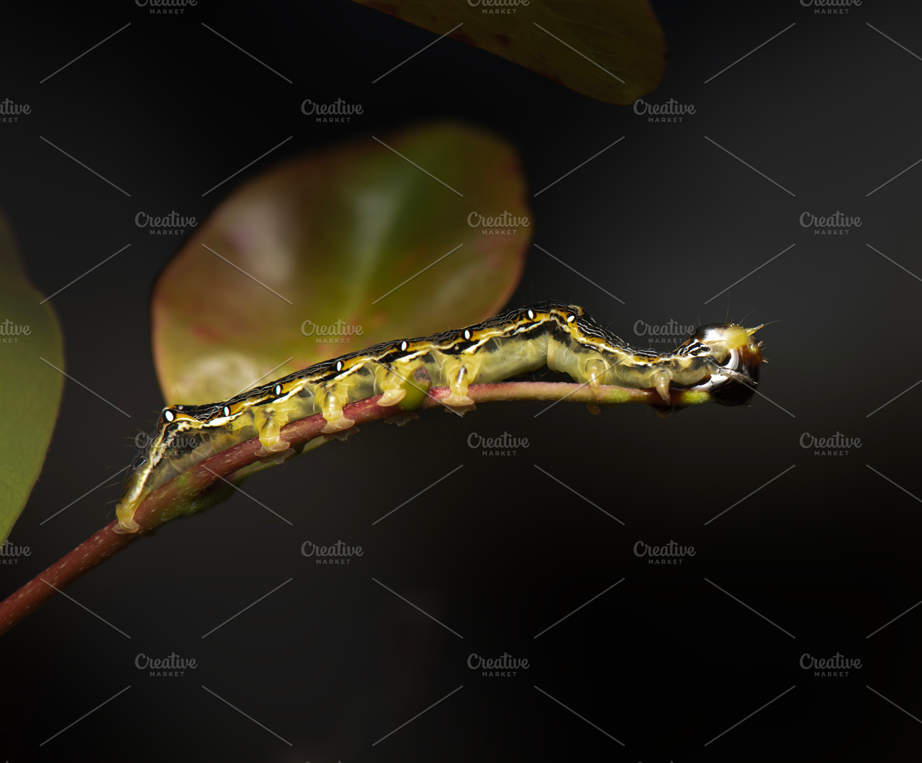 Poinciana Looper caterpillar, an Animal Photo by Rob D Animal Photography
