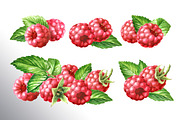 Summer Raspberries. Watercolor set, a Food Illustration by Daria Ustiugova (Thumbnail 8 of 26)
